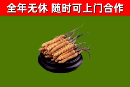 仁怀回收冬虫夏草